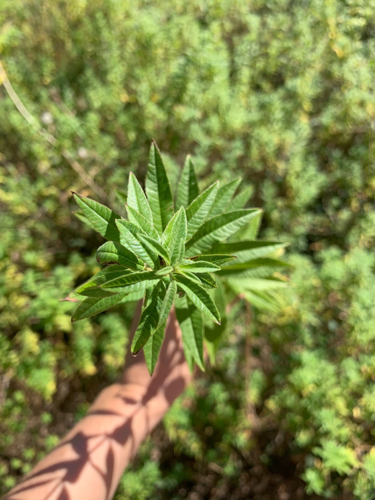 VERVEINE MENTHE