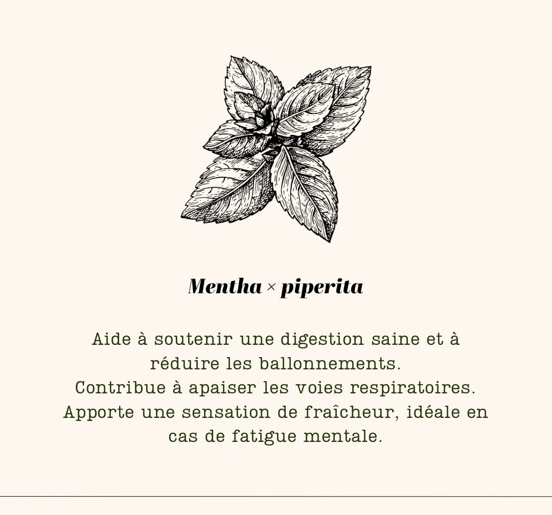 N•5 Plantes – Ortie, Artichaut, Menthe Poivrée, Romarin, Mélisse