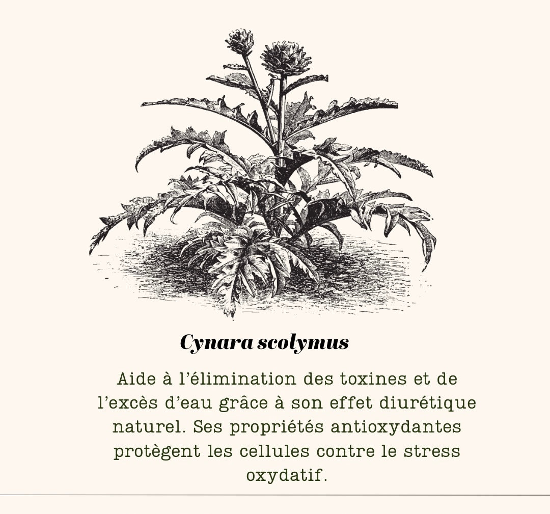 N•5 Plantes – Ortie, Artichaut, Menthe Poivrée, Romarin, Mélisse