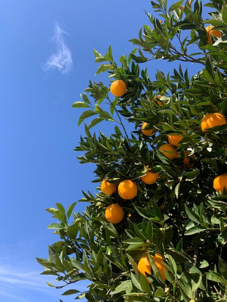 N•4 | Myrte Sauvage, Orange, Cannelle et Verveine