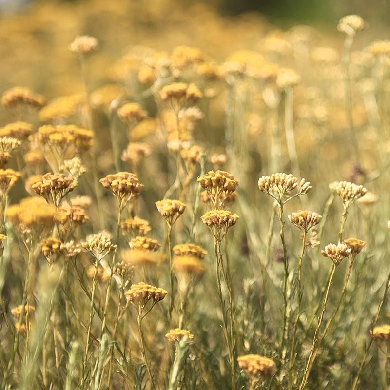 A murza | L'immortelle corse