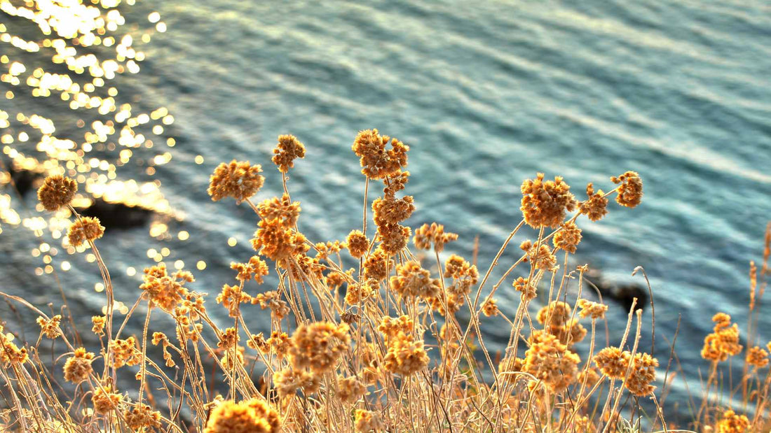Les Bienfaits de l'Huile d'Immortelle Bio : Un Trésor des Montagnes Corses ✨